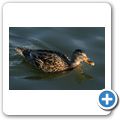Stockente
