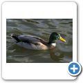 Stockente