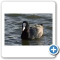 Wasserhuhn