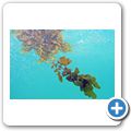 pflanzliches Treibgut