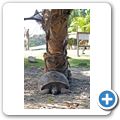 Insel "Courieuse" - Aldaba-Riesenschildkr&ouml;te
