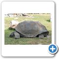 Insel "Courieuse" - Aldaba-Riesenschildkr&ouml;te