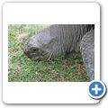 Insel "Courieuse" - Aldaba-Riesenschildkr&ouml;te