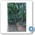 Insel "Praslin" -  Vall&Atilde;&copy;e de Mai