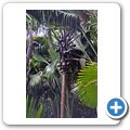 Insel "Praslin" -  Vall&Atilde;&copy;e de Mai - Coco de Mer