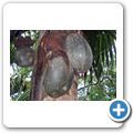 Insel "Praslin" -  Vall&Atilde;&copy;e de Mai - Coco de Mer
