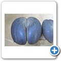Insel "Praslin" -  Vall&Atilde;&copy;e de Mai - Coco de Mer