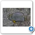 Rundkopf-Fledermausfisch