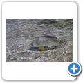 Rundkopf-Fledermausfisch