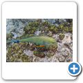 Blaustreifen-Doktorfisch