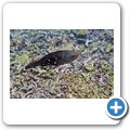 Kugelkopf-Papageifisch