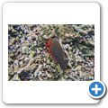 roter Papageifisch