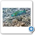 Regenbogenwrasse