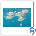 Messing-Ruderfisch