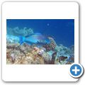 Papageifisch