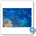 Wei&szlig;kehl-Doktorfisch