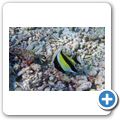 Halfterfisch