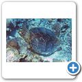 Echte Karettschildkr&ouml;te