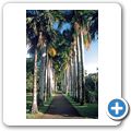 Port Louis - Sir Seewoosagur Ramgoolam Botanical Garden