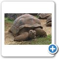 Vanilla Crocodile and Tortoise Park