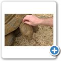 Vanilla Crocodile and Tortoise Park