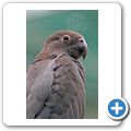 Casela Nature & Bird Park - Gro&szlig;er Vasapapagei