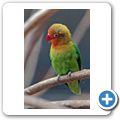 Casela Nature & Bird Park - Pfirsichk&ouml;pfchen
