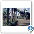 Zuckerrohr