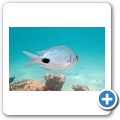 Grand Baie - "Undersea-Walk" - Ringelbrasse