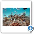 Grand Baie - "Undersea-Walk" - gestreifter Sergeant