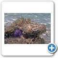 Seeigel