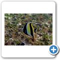 Halfterfisch