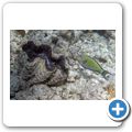 M&ouml;rdermuschel + Blaustreifen Doktorfisch