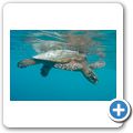 Echte Karettschildkr&ouml;te