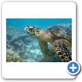 Echte Karettschildkr&ouml;te