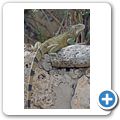 Gr&uuml;ner Leguan