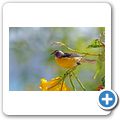 Zuckervogel