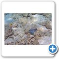 Papageifisch