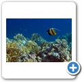 Halfterfisch