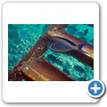 Arabischer Doktorfisch