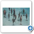 Ausflug zum Dolphin-House - Delfine
