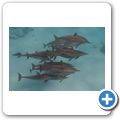 Ausflug zum Dolphin-House - Delfine