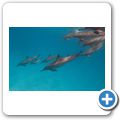 Ausflug zum Dolphin-House - Delfine