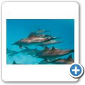 Ausflug zum Dolphin-House - Delfine