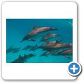 Ausflug zum Dolphin-House - Delfine