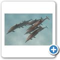 Ausflug zum Dolphin-House - Delfine