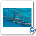 Ausflug zum Dolphin-House - Delfine