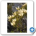 Tafelberg - Blumen