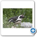 Simon's Town - Pinguin-Kolonie am Boulders Beach