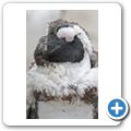 Simon's Town - Pinguin-Kolonie am Boulders Beach